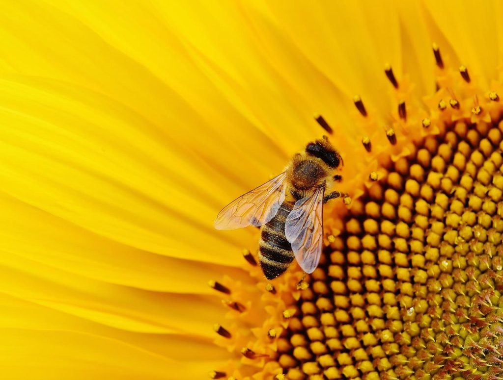 Horren op maat bieden een effectieve bescherming tegen insecten en muggen bij open ramen en deuren