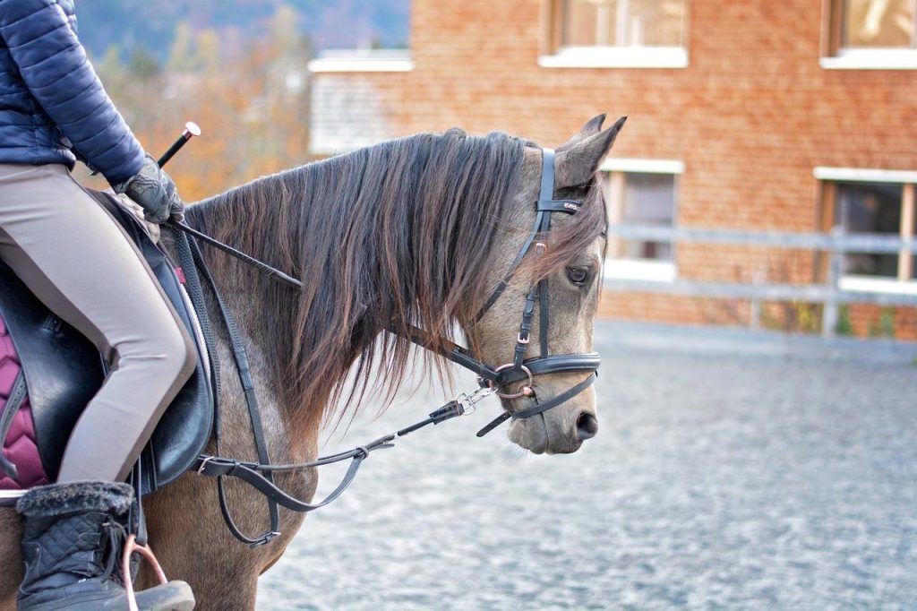 Betoverende manege in Bergen op Zoom met ruime rijbakken en goed verzorgde paarden voor training en wedstrijden