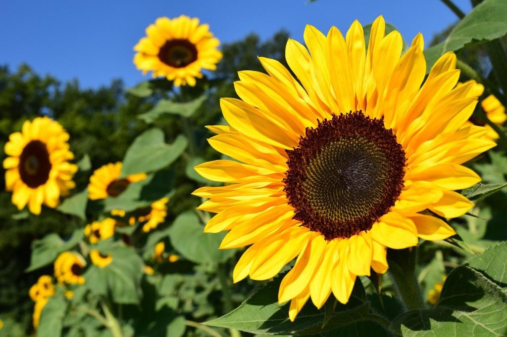 Worteldoek rondom bloemen in de tuin zorgt voor betere groei en minder onkruid