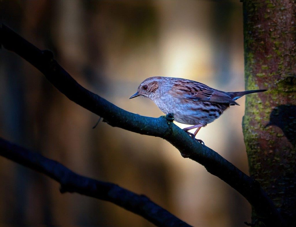 Vogelparadijs in je eigen tuin met verschillende vogelhuisjes, voederhuisjes en vogelbaden voor tuinvogels